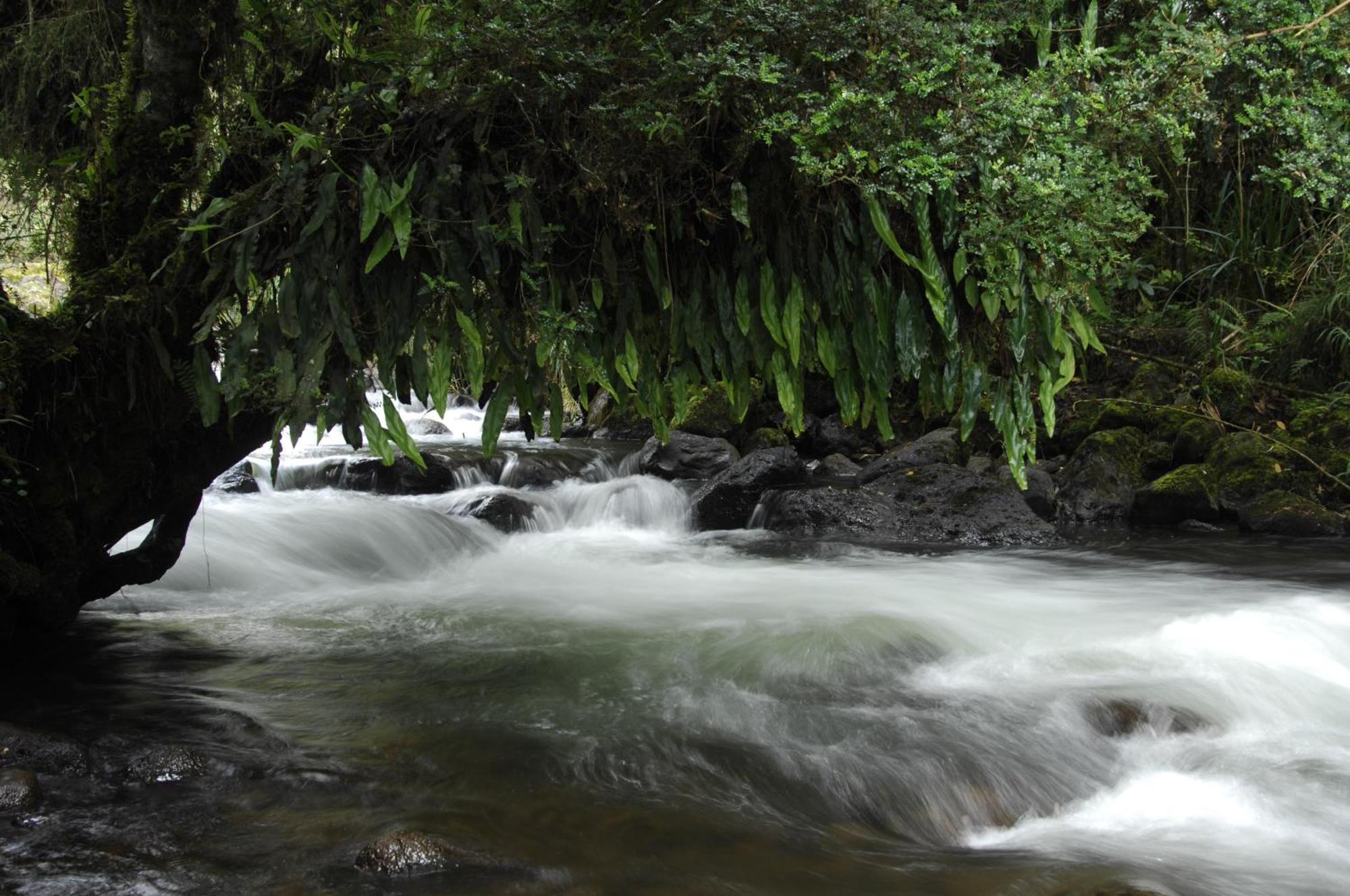 Termas De Papallacta Ngoại thất bức ảnh A river in the rain forest